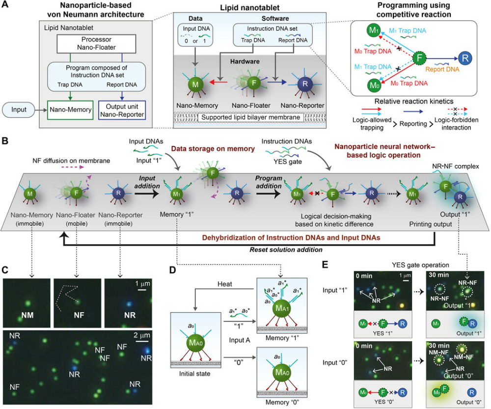Nanoparticle-based computing architecture for nanoparticle neural networks