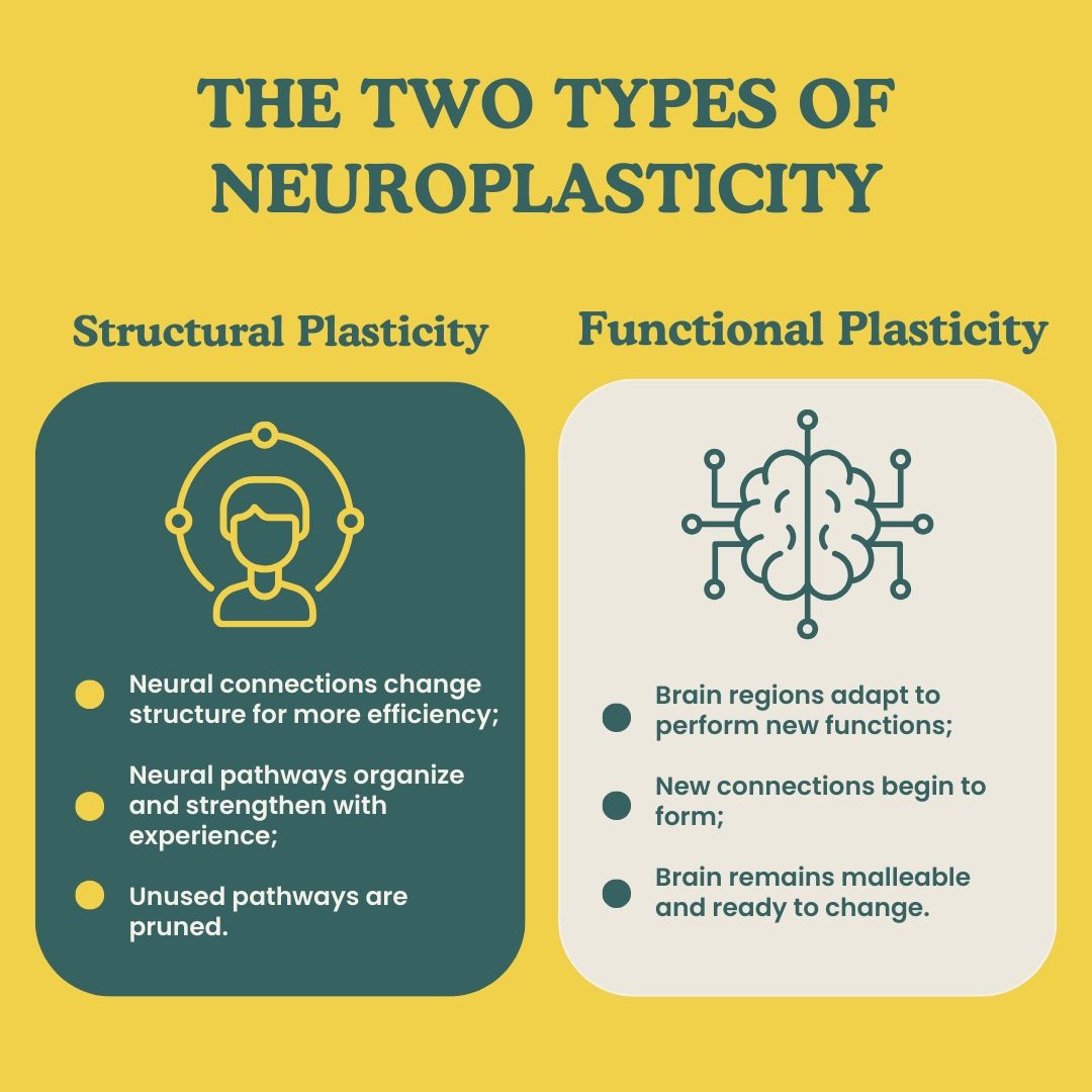 Exploring Neuroplasticity: Structural vs. Functional 🔄